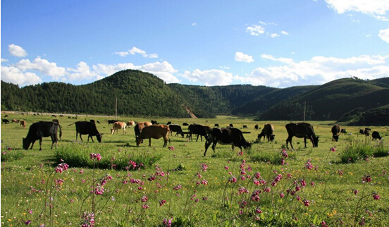 雕刻花樣的青春年華 最美畢業旅行地推薦:稻城亞丁(五)